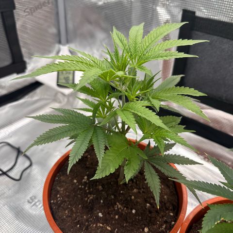 Blueberry Cupcake  growlog timeline photo