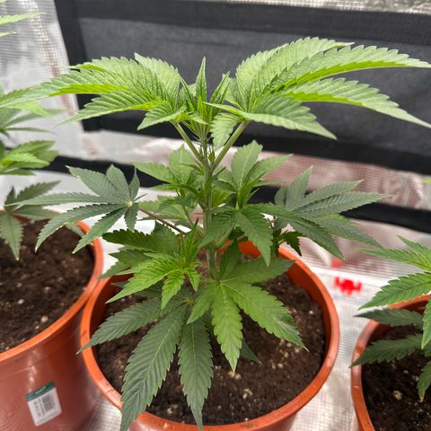 Broadway Runtz #2 growlog timeline photo
