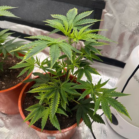 Jelly Donutz growlog timeline photo