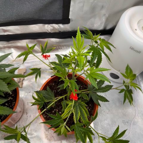Jelly Donutz growlog timeline photo