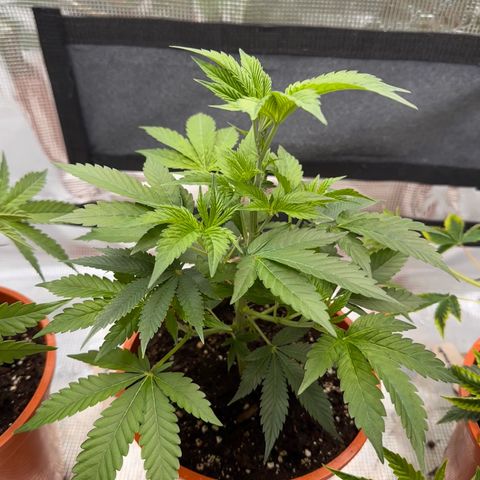 Broadway Runtz #2 growlog timeline photo