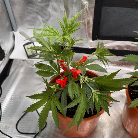 Blueberry Cupcake  growlog timeline photo