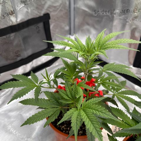 Blueberry Cupcake  growlog timeline photo