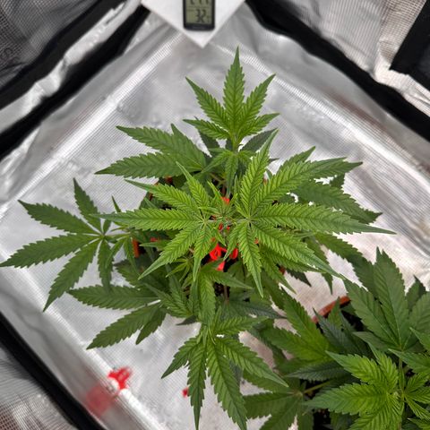 Blueberry Cupcake  growlog timeline photo