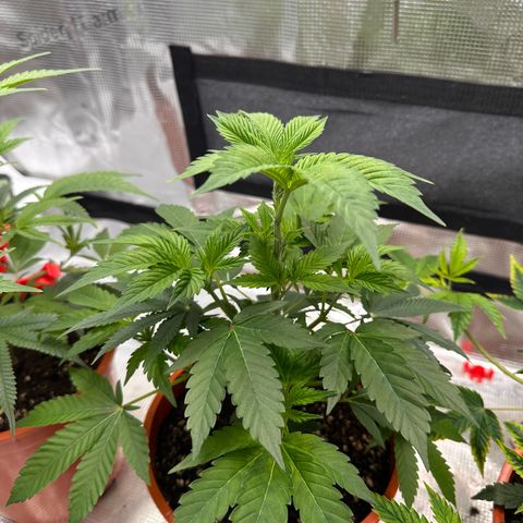 Broadway Runtz #2 growlog timeline photo