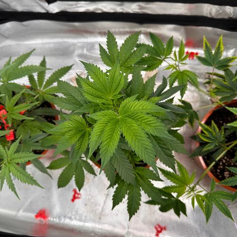 Broadway Runtz #2 growlog timeline photo