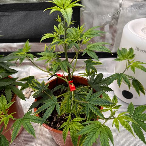 Jelly Donutz growlog timeline photo