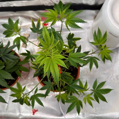 Jelly Donutz growlog timeline photo