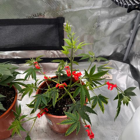 Jelly Donutz growlog timeline photo