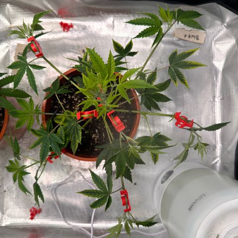 Jelly Donutz growlog timeline photo