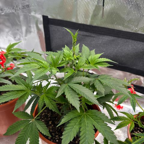 Broadway Runtz #2 growlog timeline photo