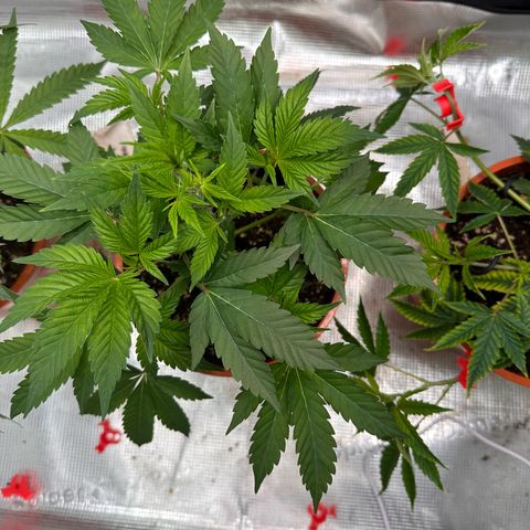 Broadway Runtz #2 growlog timeline photo