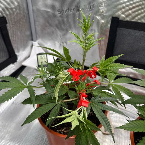 Blueberry Cupcake  growlog timeline photo