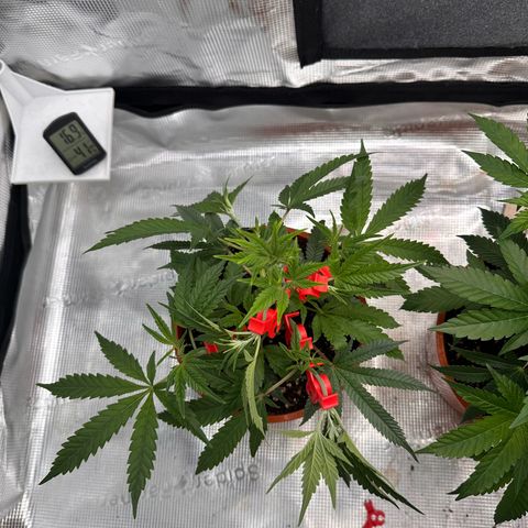 Blueberry Cupcake  growlog timeline photo