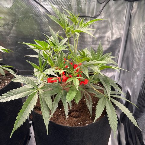 Blueberry Cupcake  growlog timeline photo