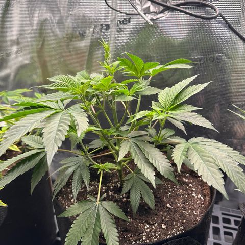 Broadway Runtz #2 growlog timeline photo