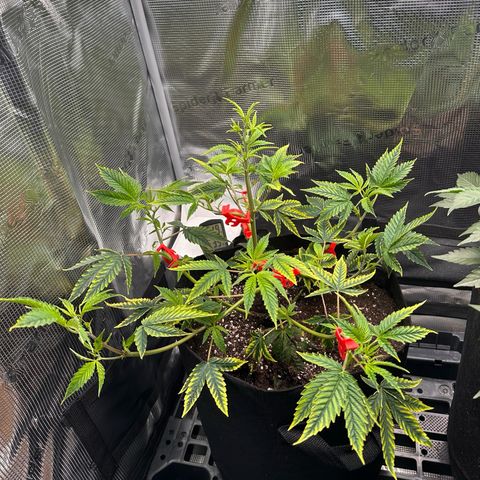 Jelly Donutz growlog timeline photo