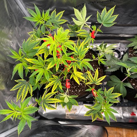 Jelly Donutz growlog timeline photo