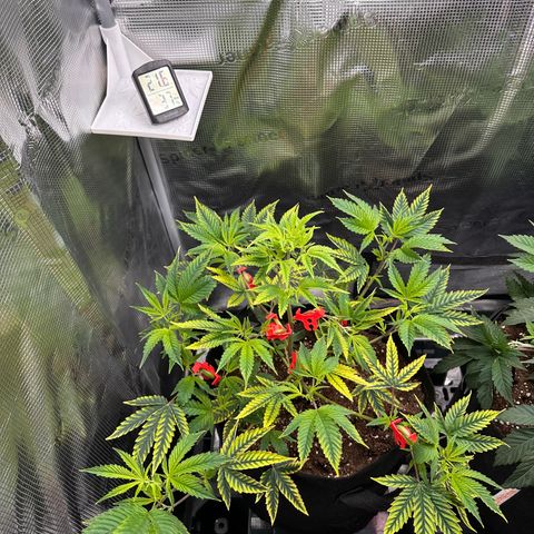 Jelly Donutz growlog timeline photo
