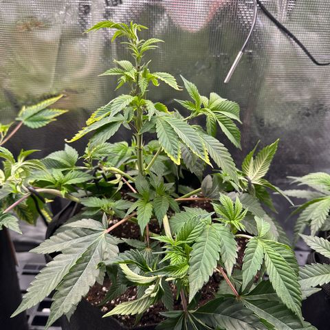 Broadway Runtz #2 growlog timeline photo