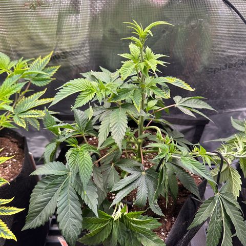Broadway Runtz #2 growlog timeline photo