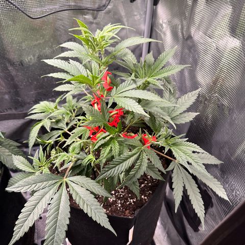 Blueberry Cupcake  growlog timeline photo
