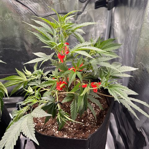 Blueberry Cupcake  growlog timeline photo