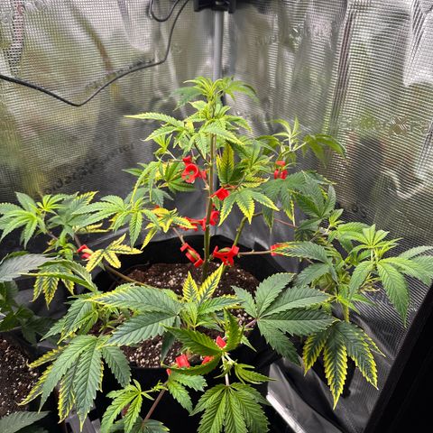 Jelly Donutz growlog timeline photo