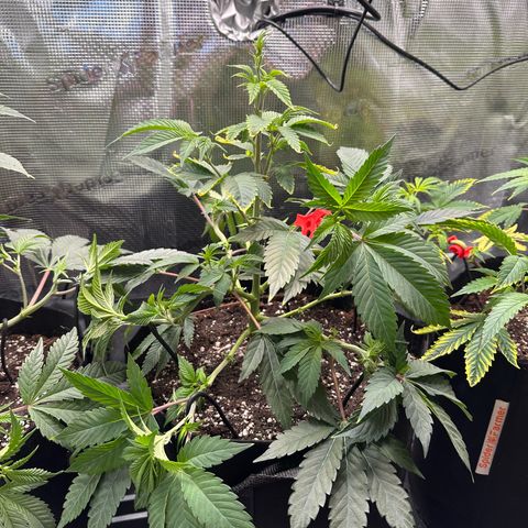 Broadway Runtz #2 growlog timeline photo