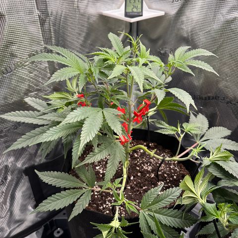 Blueberry Cupcake  growlog timeline photo