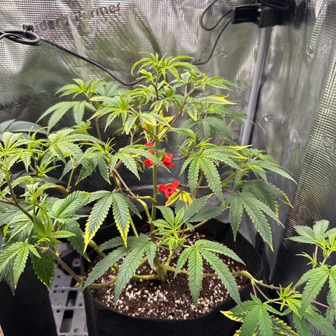 Jelly Donutz growlog timeline photo
