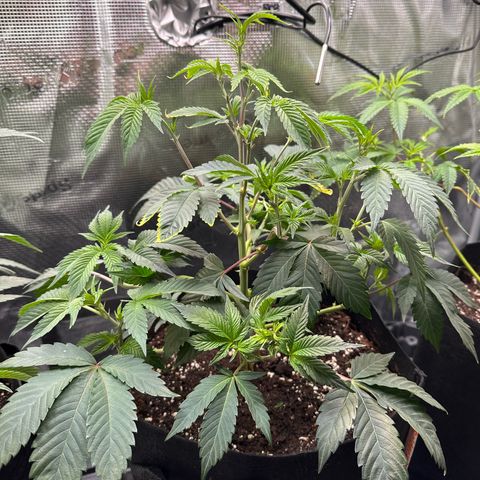 Broadway Runtz #2 growlog timeline photo