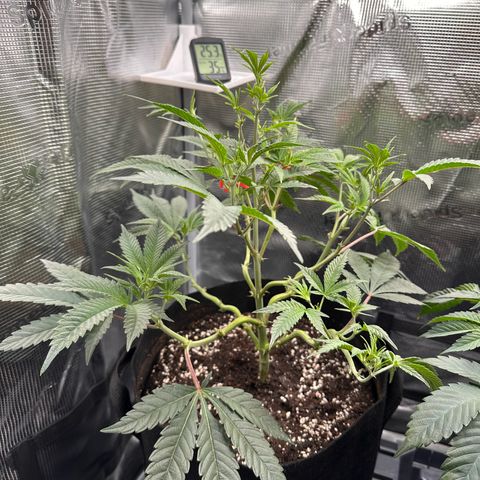 Blueberry Cupcake  growlog timeline photo