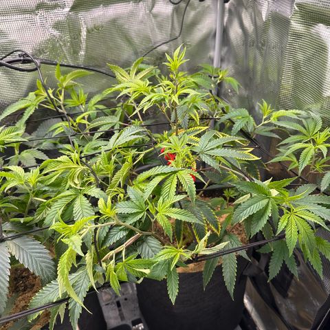 Jelly Donutz growlog timeline photo