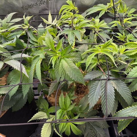 Broadway Runtz #2 growlog timeline photo