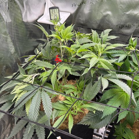 Blueberry Cupcake  growlog timeline photo