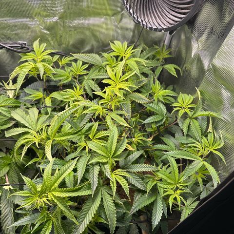 Jelly Donutz growlog timeline photo