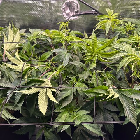 Broadway Runtz #2 growlog timeline photo
