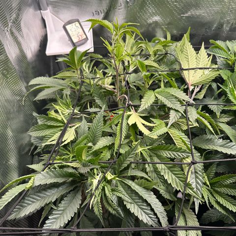 Blueberry Cupcake  growlog timeline photo