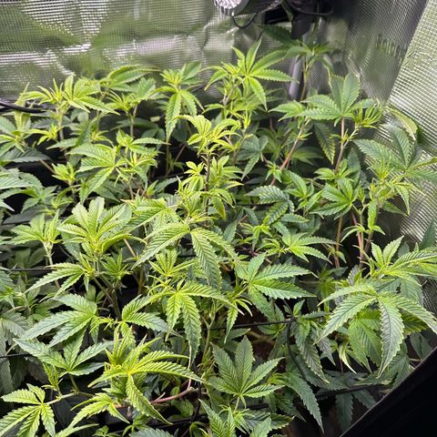 Jelly Donutz growlog timeline photo