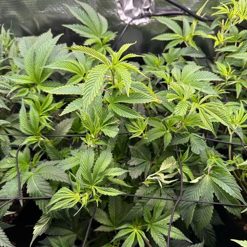 Broadway Runtz #2 growlog timeline photo