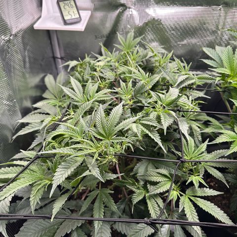 Blueberry Cupcake  growlog timeline photo