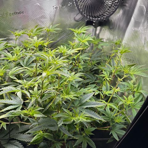 Jelly Donutz growlog timeline photo