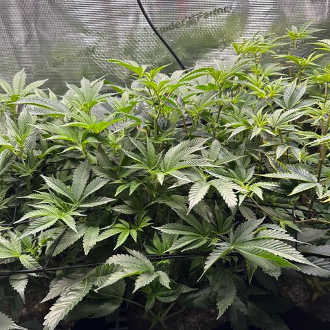 Broadway Runtz #2 growlog timeline photo