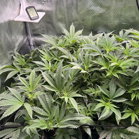 Blueberry Cupcake  growlog timeline photo