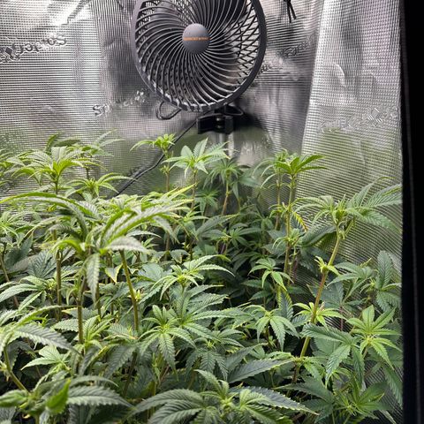 Jelly Donutz growlog timeline photo