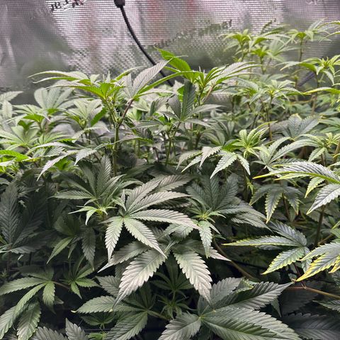 Broadway Runtz #2 growlog timeline photo