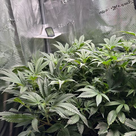 Blueberry Cupcake  growlog timeline photo
