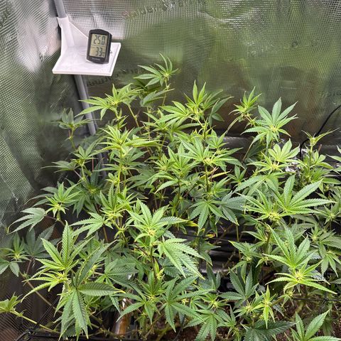 Jelly Donutz growlog timeline photo