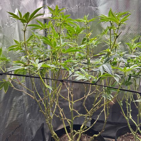Jelly Donutz growlog timeline photo